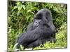 Male Silverback Mountain Gorilla Sitting, Watching, Volcanoes National Park, Rwanda, Africa-Eric Baccega-Mounted Photographic Print