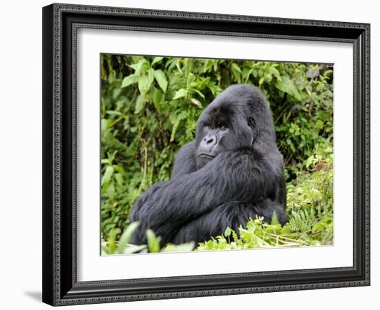 Male Silverback Mountain Gorilla Sitting, Watching, Volcanoes National Park, Rwanda, Africa-Eric Baccega-Framed Photographic Print