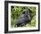 Male Silverback Mountain Gorilla Sitting, Watching, Volcanoes National Park, Rwanda, Africa-Eric Baccega-Framed Photographic Print