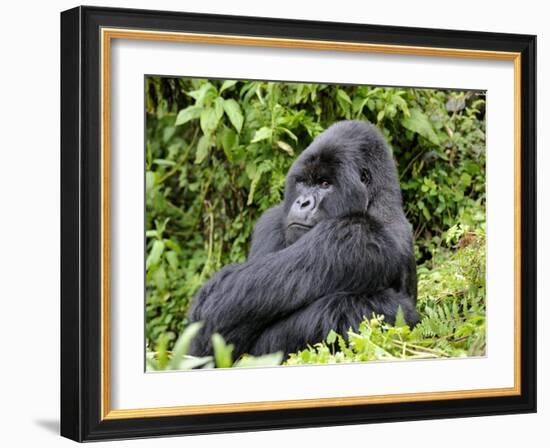 Male Silverback Mountain Gorilla Sitting, Watching, Volcanoes National Park, Rwanda, Africa-Eric Baccega-Framed Photographic Print