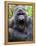 Male Silverback Mountain Gorilla Yawning, Volcanoes National Park, Rwanda, Africa-Eric Baccega-Framed Premier Image Canvas