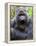 Male Silverback Mountain Gorilla Yawning, Volcanoes National Park, Rwanda, Africa-Eric Baccega-Framed Premier Image Canvas