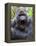 Male Silverback Mountain Gorilla Yawning, Volcanoes National Park, Rwanda, Africa-Eric Baccega-Framed Premier Image Canvas