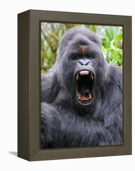 Male Silverback Mountain Gorilla Yawning, Volcanoes National Park, Rwanda, Africa-Eric Baccega-Framed Premier Image Canvas