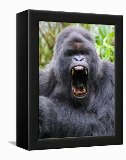 Male Silverback Mountain Gorilla Yawning, Volcanoes National Park, Rwanda, Africa-Eric Baccega-Framed Premier Image Canvas