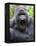 Male Silverback Mountain Gorilla Yawning, Volcanoes National Park, Rwanda, Africa-Eric Baccega-Framed Premier Image Canvas