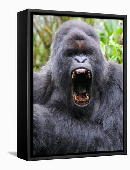 Male Silverback Mountain Gorilla Yawning, Volcanoes National Park, Rwanda, Africa-Eric Baccega-Framed Premier Image Canvas