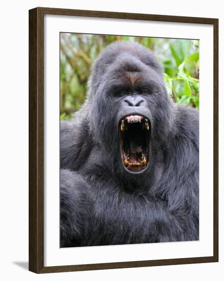 Male Silverback Mountain Gorilla Yawning, Volcanoes National Park, Rwanda, Africa-Eric Baccega-Framed Photographic Print