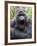 Male Silverback Mountain Gorilla Yawning, Volcanoes National Park, Rwanda, Africa-Eric Baccega-Framed Photographic Print