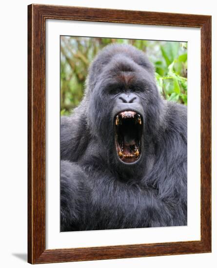 Male Silverback Mountain Gorilla Yawning, Volcanoes National Park, Rwanda, Africa-Eric Baccega-Framed Photographic Print