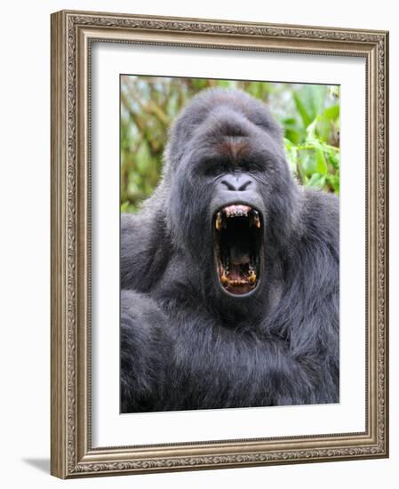 Male Silverback Mountain Gorilla Yawning, Volcanoes National Park, Rwanda, Africa-Eric Baccega-Framed Photographic Print