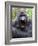 Male Silverback Mountain Gorilla Yawning, Volcanoes National Park, Rwanda, Africa-Eric Baccega-Framed Photographic Print