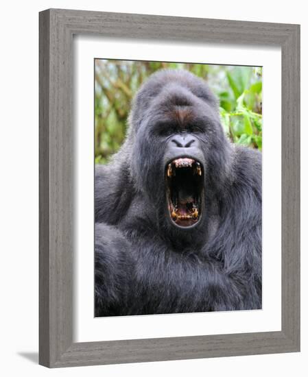 Male Silverback Mountain Gorilla Yawning, Volcanoes National Park, Rwanda, Africa-Eric Baccega-Framed Photographic Print