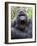 Male Silverback Mountain Gorilla Yawning, Volcanoes National Park, Rwanda, Africa-Eric Baccega-Framed Photographic Print