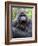 Male Silverback Mountain Gorilla Yawning, Volcanoes National Park, Rwanda, Africa-Eric Baccega-Framed Photographic Print