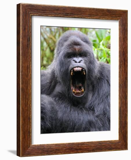 Male Silverback Mountain Gorilla Yawning, Volcanoes National Park, Rwanda, Africa-Eric Baccega-Framed Photographic Print