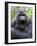 Male Silverback Mountain Gorilla Yawning, Volcanoes National Park, Rwanda, Africa-Eric Baccega-Framed Photographic Print