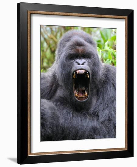 Male Silverback Mountain Gorilla Yawning, Volcanoes National Park, Rwanda, Africa-Eric Baccega-Framed Photographic Print