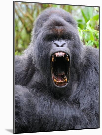 Male Silverback Mountain Gorilla Yawning, Volcanoes National Park, Rwanda, Africa-Eric Baccega-Mounted Photographic Print