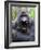 Male Silverback Mountain Gorilla Yawning, Volcanoes National Park, Rwanda, Africa-Eric Baccega-Framed Photographic Print