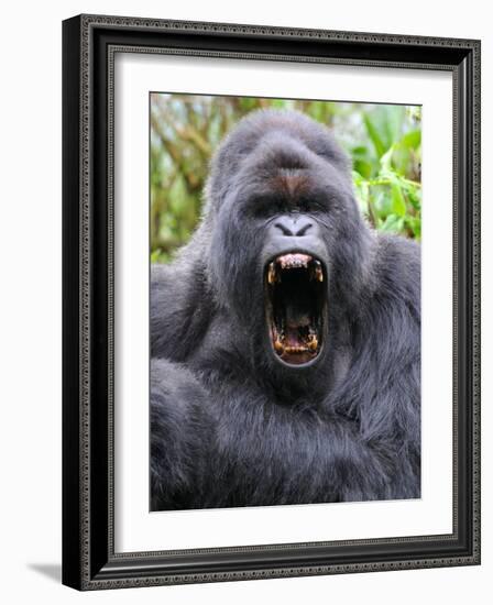 Male Silverback Mountain Gorilla Yawning, Volcanoes National Park, Rwanda, Africa-Eric Baccega-Framed Photographic Print