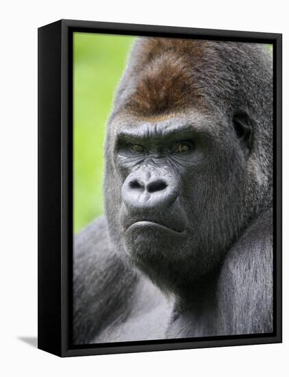 Male Silverback Western Lowland Gorilla Head Portrait, France-Eric Baccega-Framed Premier Image Canvas