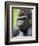 Male Silverback Western Lowland Gorilla Head Portrait, France-Eric Baccega-Framed Photographic Print