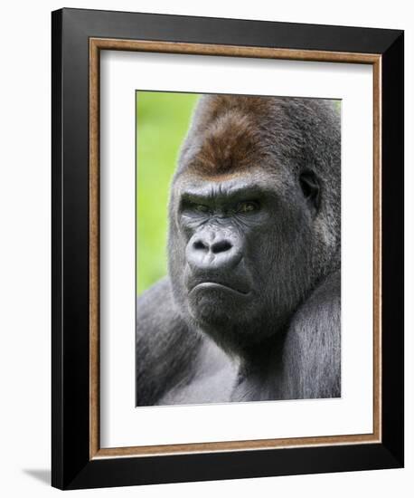 Male Silverback Western Lowland Gorilla Head Portrait, France-Eric Baccega-Framed Photographic Print