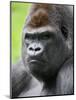 Male Silverback Western Lowland Gorilla Head Portrait, France-Eric Baccega-Mounted Photographic Print