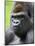 Male Silverback Western Lowland Gorilla Head Portrait, France-Eric Baccega-Mounted Photographic Print