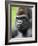 Male Silverback Western Lowland Gorilla Head Portrait, France-Eric Baccega-Framed Photographic Print