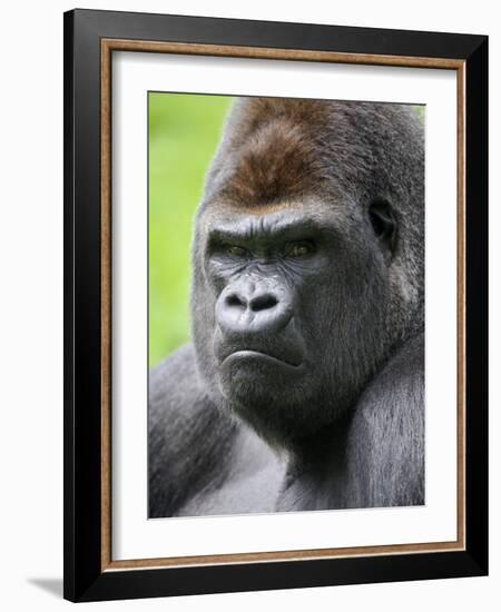 Male Silverback Western Lowland Gorilla Head Portrait, France-Eric Baccega-Framed Photographic Print