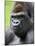 Male Silverback Western Lowland Gorilla Head Portrait, France-Eric Baccega-Mounted Photographic Print