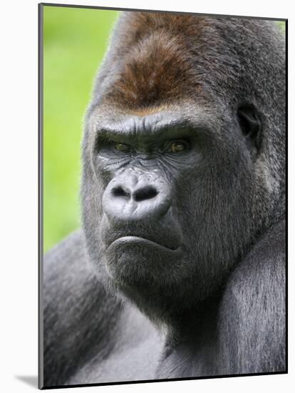 Male Silverback Western Lowland Gorilla Head Portrait, France-Eric Baccega-Mounted Photographic Print