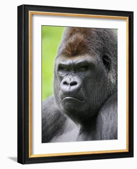 Male Silverback Western Lowland Gorilla Head Portrait, France-Eric Baccega-Framed Photographic Print