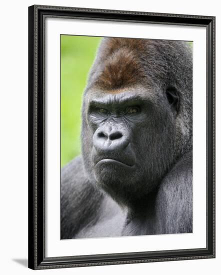 Male Silverback Western Lowland Gorilla Head Portrait, France-Eric Baccega-Framed Photographic Print