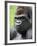 Male Silverback Western Lowland Gorilla Head Portrait, France-Eric Baccega-Framed Photographic Print