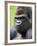 Male Silverback Western Lowland Gorilla Head Portrait, France-Eric Baccega-Framed Photographic Print