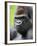 Male Silverback Western Lowland Gorilla Head Portrait, France-Eric Baccega-Framed Photographic Print