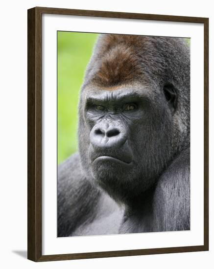 Male Silverback Western Lowland Gorilla Head Portrait, France-Eric Baccega-Framed Photographic Print