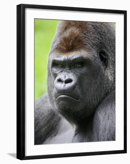 Male Silverback Western Lowland Gorilla Head Portrait, France-Eric Baccega-Framed Photographic Print