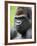 Male Silverback Western Lowland Gorilla Head Portrait, France-Eric Baccega-Framed Photographic Print