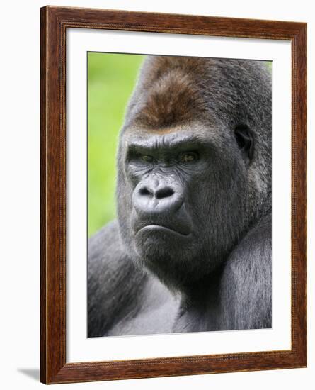 Male Silverback Western Lowland Gorilla Head Portrait, France-Eric Baccega-Framed Photographic Print