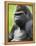 Male Silverback Western Lowland Gorilla Portrait, France-Eric Baccega-Framed Premier Image Canvas