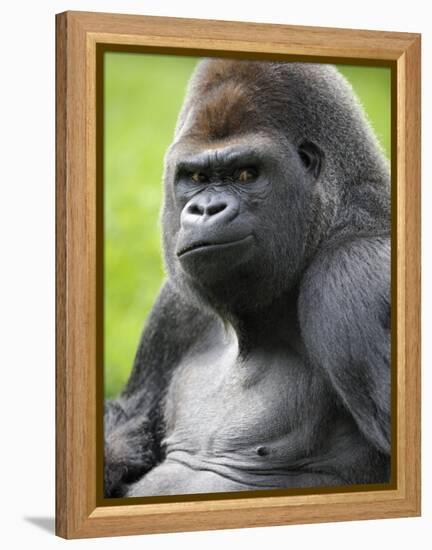 Male Silverback Western Lowland Gorilla Portrait, France-Eric Baccega-Framed Premier Image Canvas