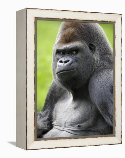 Male Silverback Western Lowland Gorilla Portrait, France-Eric Baccega-Framed Premier Image Canvas