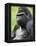 Male Silverback Western Lowland Gorilla Portrait, France-Eric Baccega-Framed Premier Image Canvas