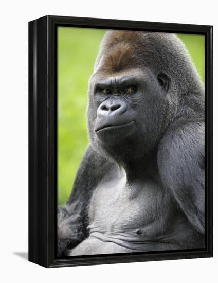 Male Silverback Western Lowland Gorilla Portrait, France-Eric Baccega-Framed Premier Image Canvas