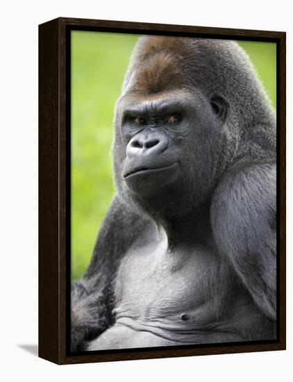 Male Silverback Western Lowland Gorilla Portrait, France-Eric Baccega-Framed Premier Image Canvas