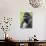 Male Silverback Western Lowland Gorilla Portrait, France-Eric Baccega-Photographic Print displayed on a wall